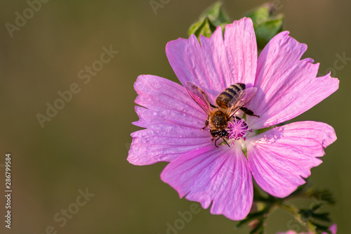 Fleißige Biene bestäubt bei der Nektarsuche mit Blütenpollen die violette Blüte in voller Blütenpracht und offener Blüte isoliert im Sonnenschein