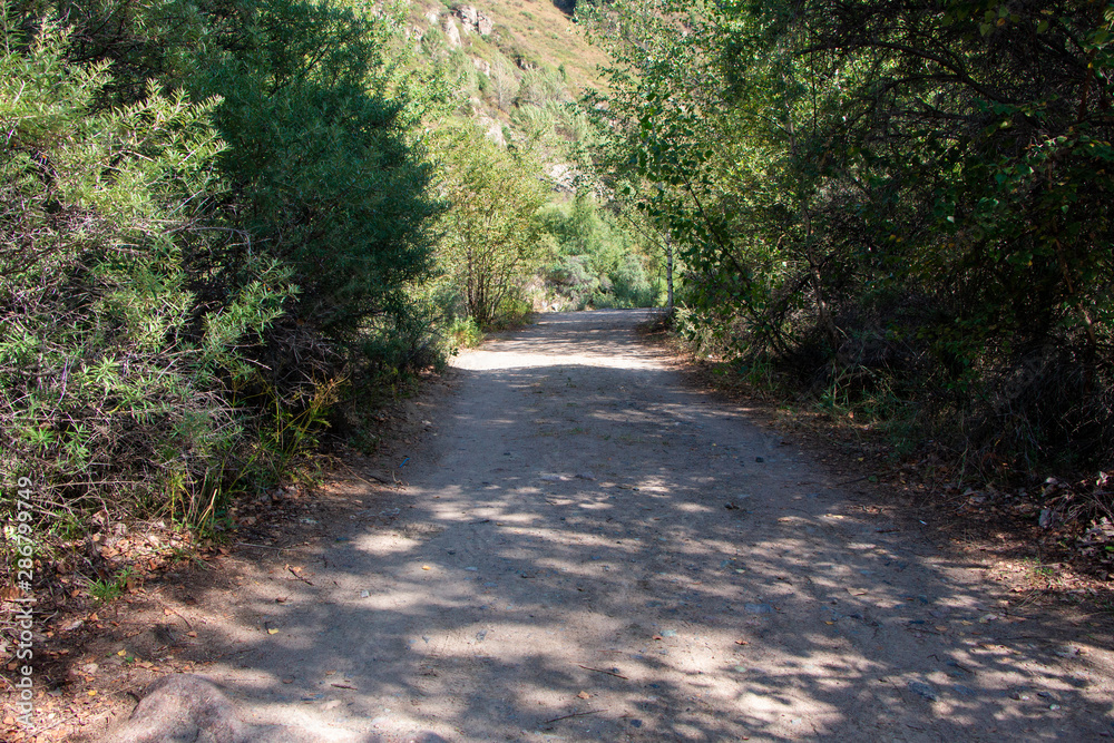 road in the forest road in the forest