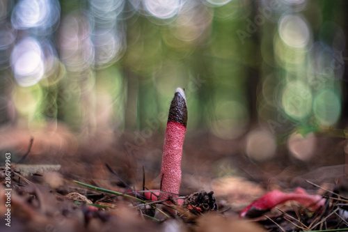 Mutinus caninus, commonly known as the dog stinkhorn photo