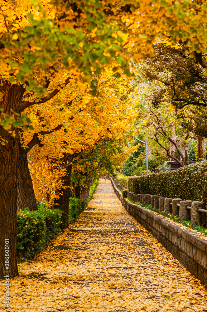 Naklejka premium Tokyo yellow ginkgo tree street near Jingu gaien avanue in autumn