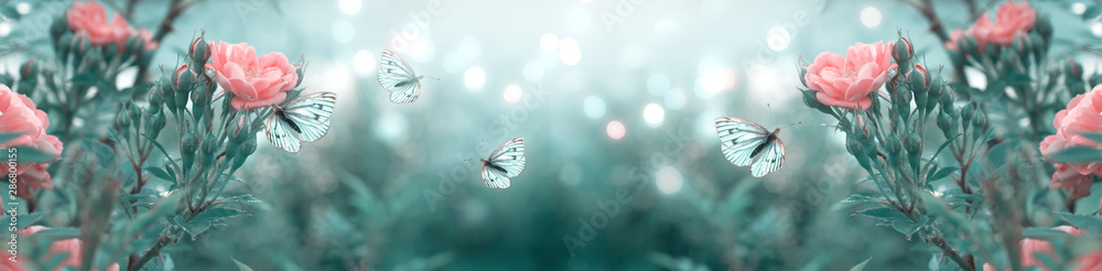 Mysterious spring floral banner with blooming rose flowers and flying butterflies on blurred background in soft pastel colors
