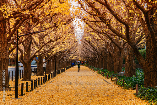Photography Tokyo yellow ginkgo tree street Jingu gaien avanue in autumn