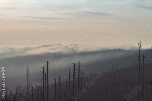 Detail of dead trees with distant hill and fog. Tristolicnik  Sumava National Park and Bavarian Forest  Czech republic and Germany