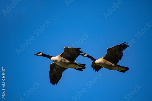 Canadian geese flying © David