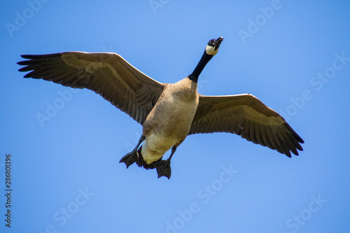 Canadian goose flying