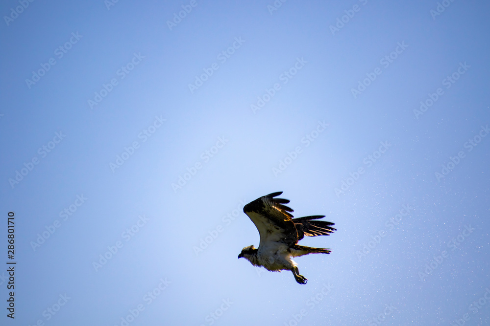 Obraz premium An osprey flying away