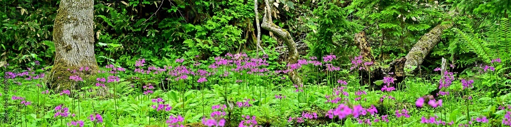 遊歩道から見るクリンソウ群生地の情景@ノンノの森、北海道 遊歩道から見るクリンソウ群生地の情景@ノンノの森、北海道