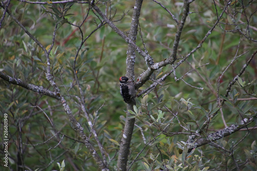 A downy woodpecker perched on a branch