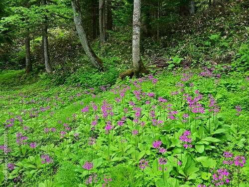 Fototapeta Naklejka Na Ścianę i Meble -  遊歩道から見るクリンソウ群生地の情景＠ノンノの森、北海道