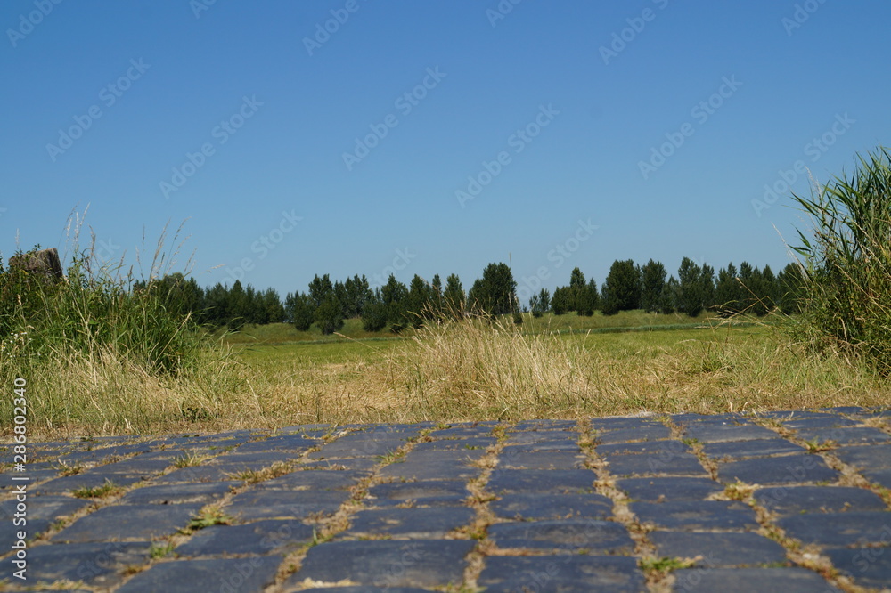 Fototapeta premium rural road in the field