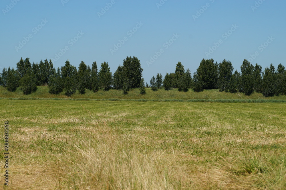 Green field in the summer