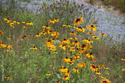  A field with yellow and orange flowers