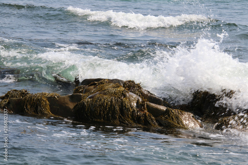 Waves crashing over a seaweed covered rock