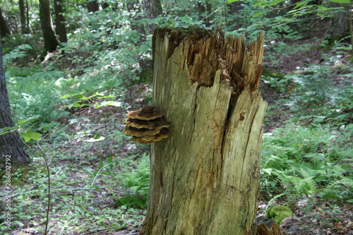 A fungus growing on a broken tree stump © David