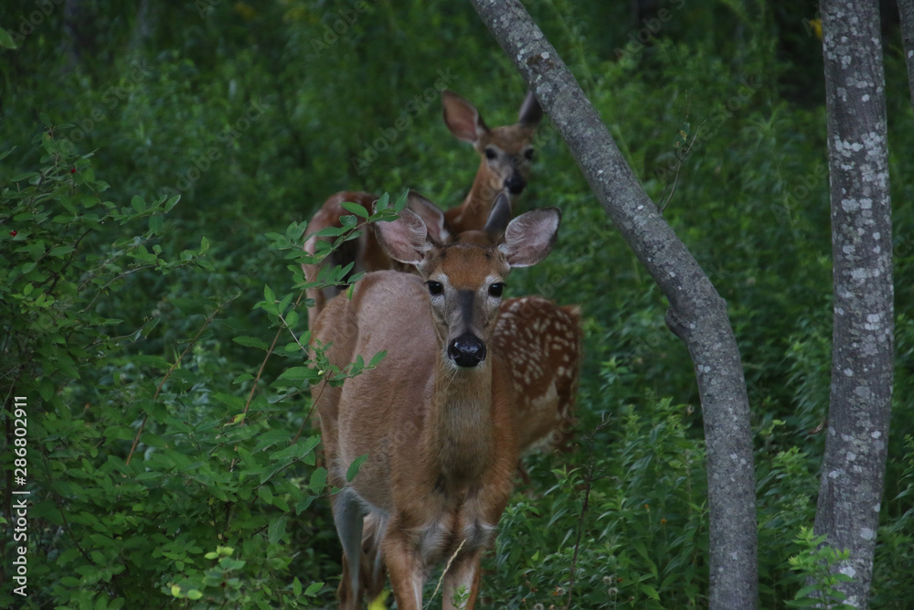 Fototapeta premium A mother deer with two fawns