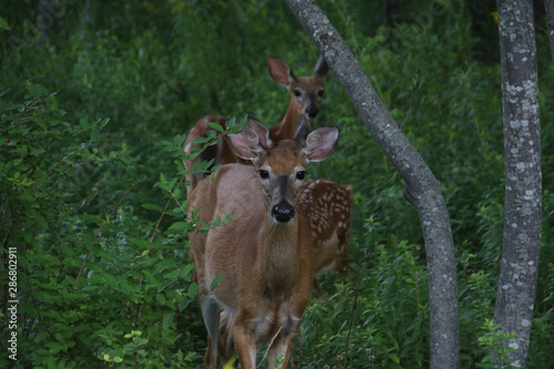A mother deer with two fawns