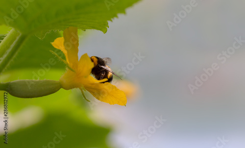 The process of spreading pollen by bee. Bee in cucumber flower. Ovary of cucumber in greenhouse. Horticulture and Agriculture concept.