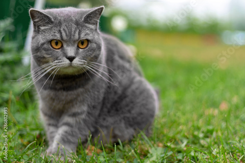 Gray adult domestic cat with orange eyes sitting in grass and looking to the right. Copy space.
