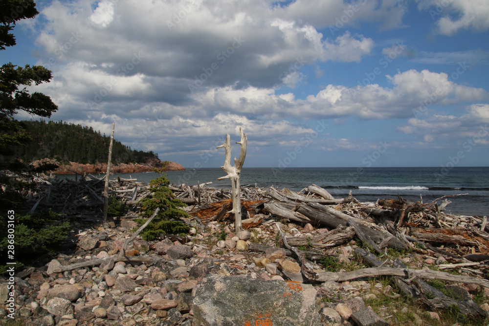 A view of the Atlantic ocean with driftwood in the foreground.