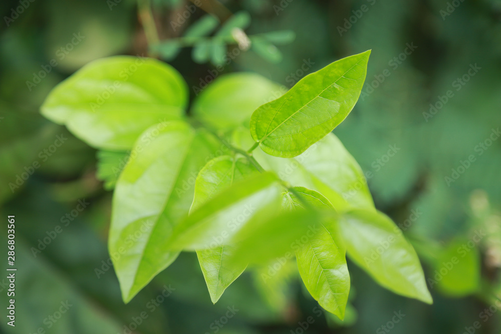 Green herbal Thai leaf Green herbal Thai leaf