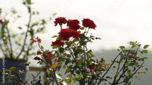 Red rose at Garden
Location- Narahari Parvatha Temple, DK KA India photo