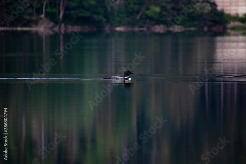 A loon swimming in a lake