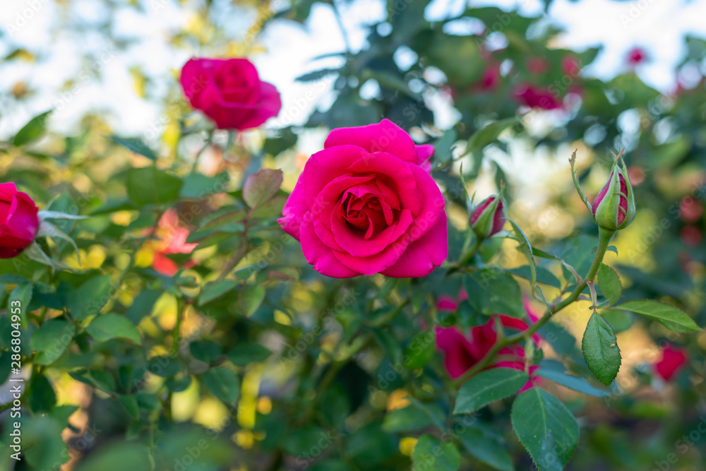 Hot Pink Rose Hot Pink Rose
