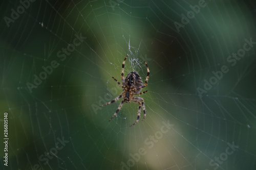A closeup of a large garden spider