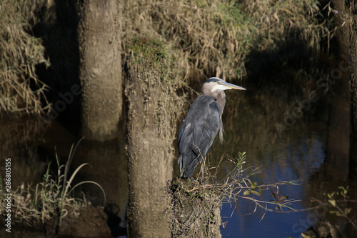 A dark grey great blue heron standing on a piling