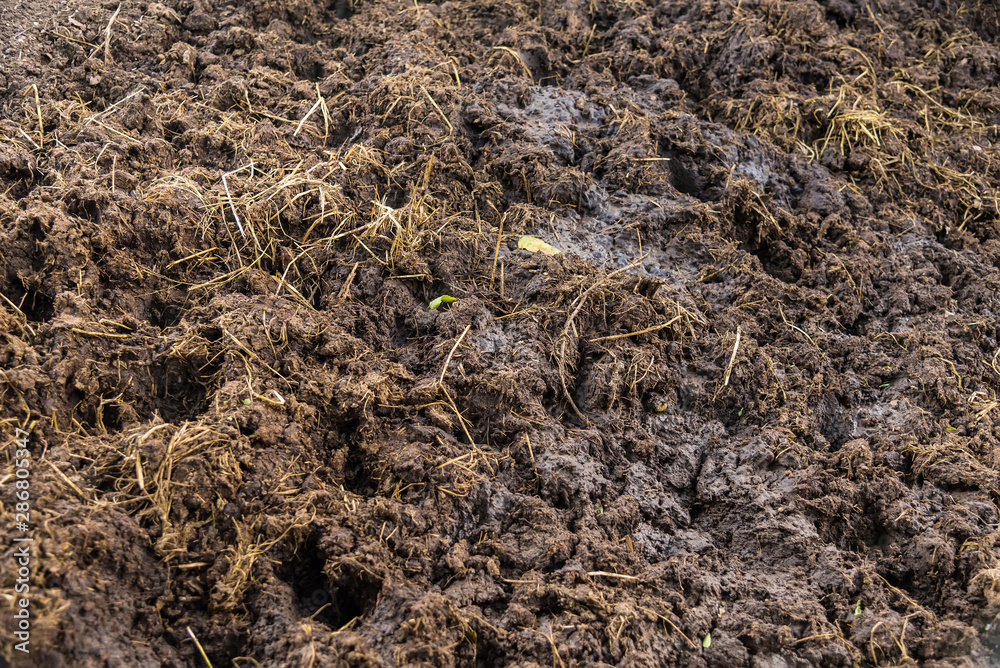 Vermicompost fertilizer and Cow Dung and soil. Vermicompost fertilizer and Cow Dung and soil.