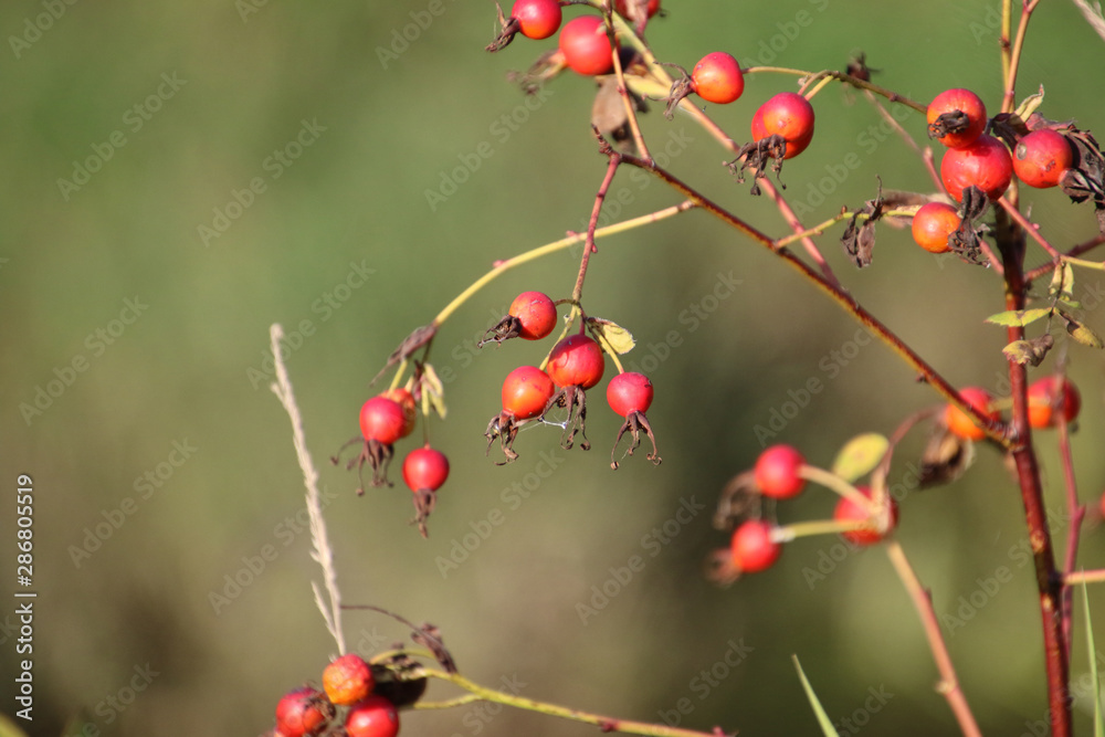 Rose hip berries on a bare branch