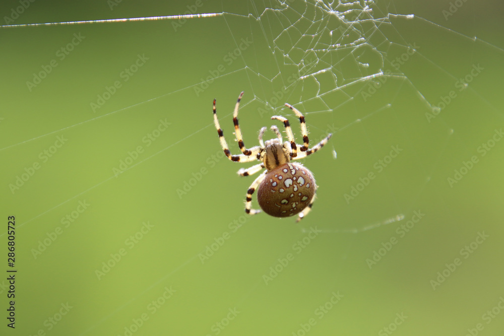 A closeup of a large orb weaver spider spinning a web A closeup of a large orb weaver spider spinning a web