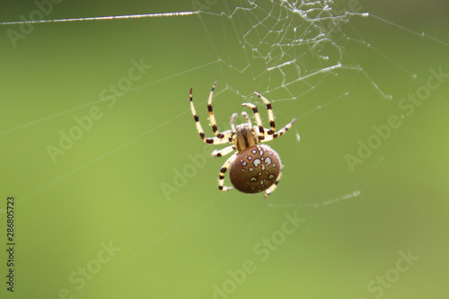 A closeup of a large orb weaver spider spinning a web