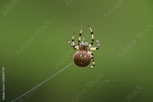 A closeup of a  large orb weaver spider