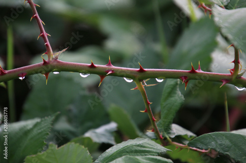 A picture of a raspberry vine with white tipped red thorns