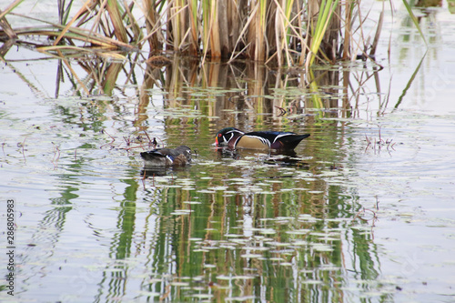 A male and female pair of wood ducks