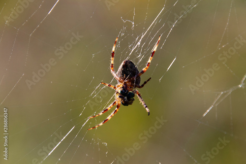 A garden spider sitting in the middle of its web