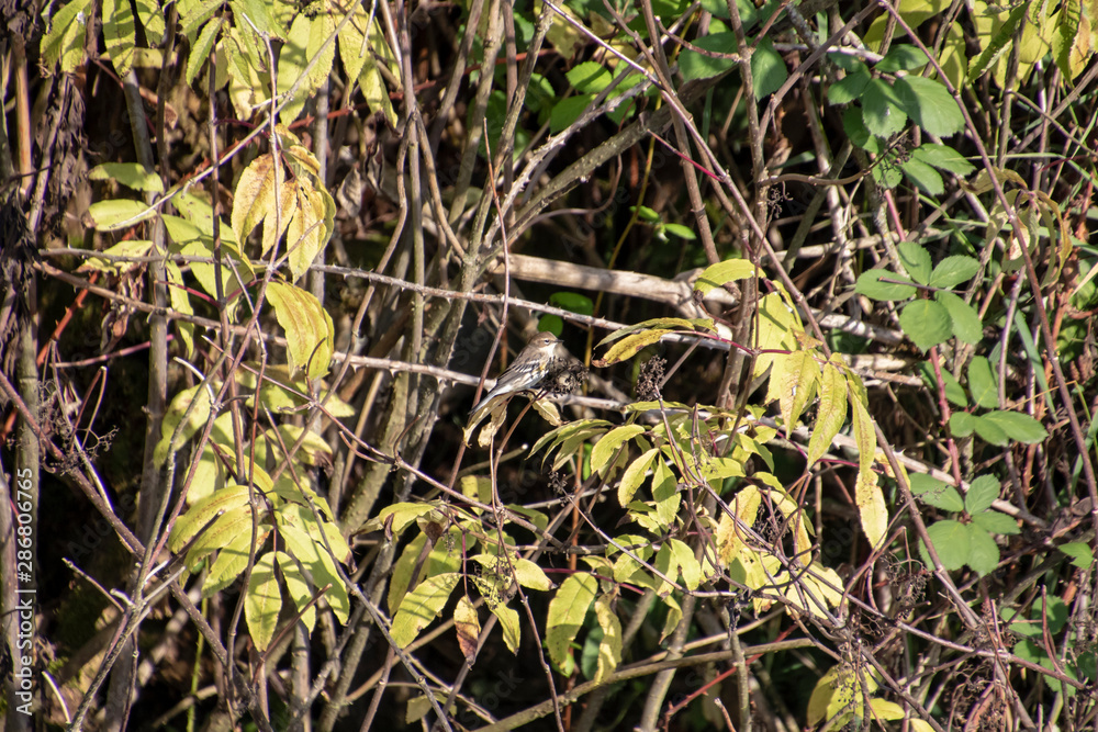 A small brown bird perched on a vine