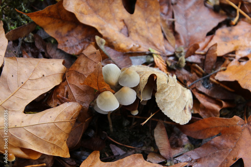 Mushrooms in the middle of fallen maple leafs