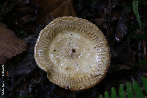 A round grey mushroom
