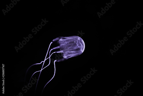 Box Jellyfish swimming in the deep ocean water.