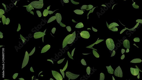 3D animation of a mint leaves flow with alpha layer