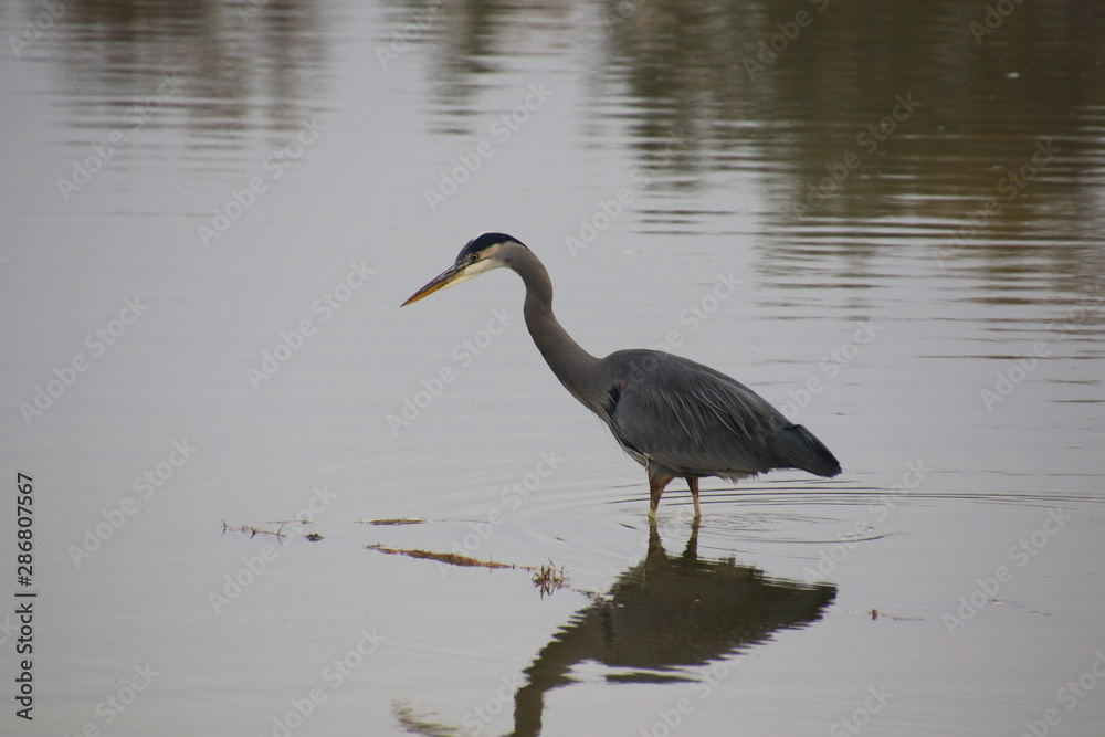 Naklejka premium A great blue heron standing in shallow water