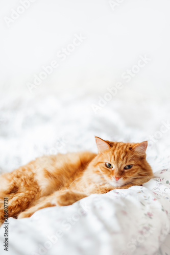 Cute ginger cat lying in bed. Fluffy pet comfortably settled to sleep. Cozy home background with funny pet. Copy space.