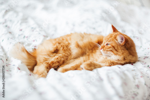 Cute ginger cat lying in bed on a blanket. Fluffy pet comfortably settled to sleep. Cozy home background with funny pet.