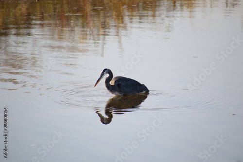 A great blue heron looking down into the water. © David