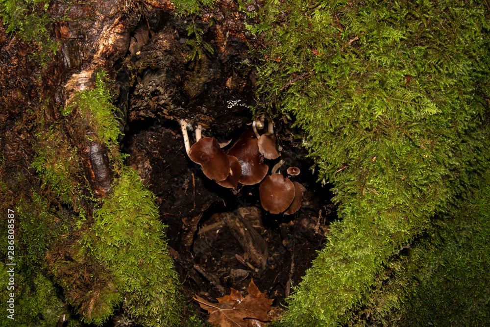 Mushrooms sitting in a cavity of a tree Mushrooms sitting in a cavity of a tree