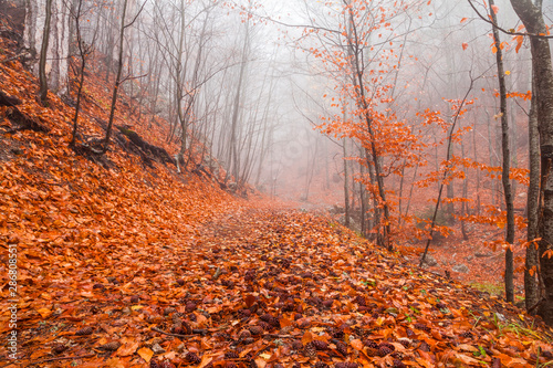 Misty autumn forest in the mountains. Beautiful mystical landscape.