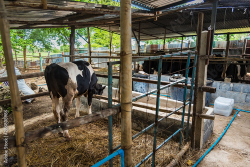 Cow in a cattle farm at Thailand.
