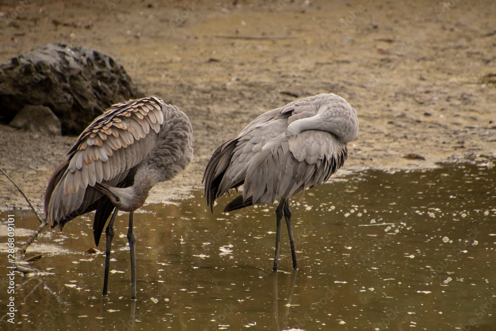 Fototapeta premium Two sandhill cranes wading in shallow water